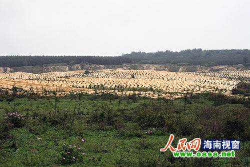 文昌開采鈦礦已經(jīng)有多年，目前中國每年鈦材年需求量在二點五至三萬噸，而國內(nèi)年鈦產(chǎn)量只有一千五百至兩千噸，市場缺口巨大。在國內(nèi)市場上，一噸鈦金屬粉的價格是六十萬元人民幣，國際市場更高達每噸八十萬美元。正是因為鈦礦的極大利潤，才讓很多人對挖采鈦礦趨之若鶩。