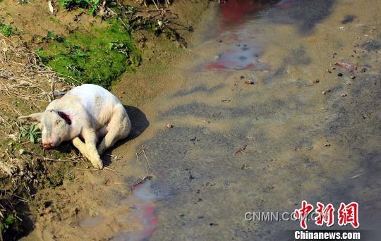 沿村溪步行不到500米，就見(jiàn)溪邊和溪中淺灘處散落著4頭死豬，而溪流中隨處可見(jiàn)令人恐懼的“紅蟲(chóng)”（圖紅色處）。