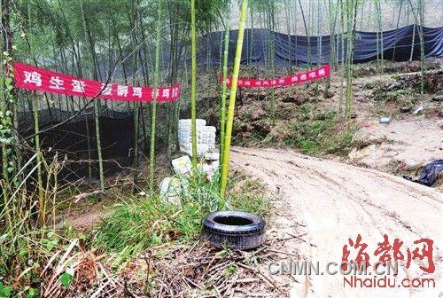 進(jìn)山路口掛著養(yǎng)雞標(biāo)語，四周圍著黑色的遮陽網(wǎng)，用來掩人耳目