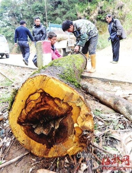 被砍的樹木被村民追回。