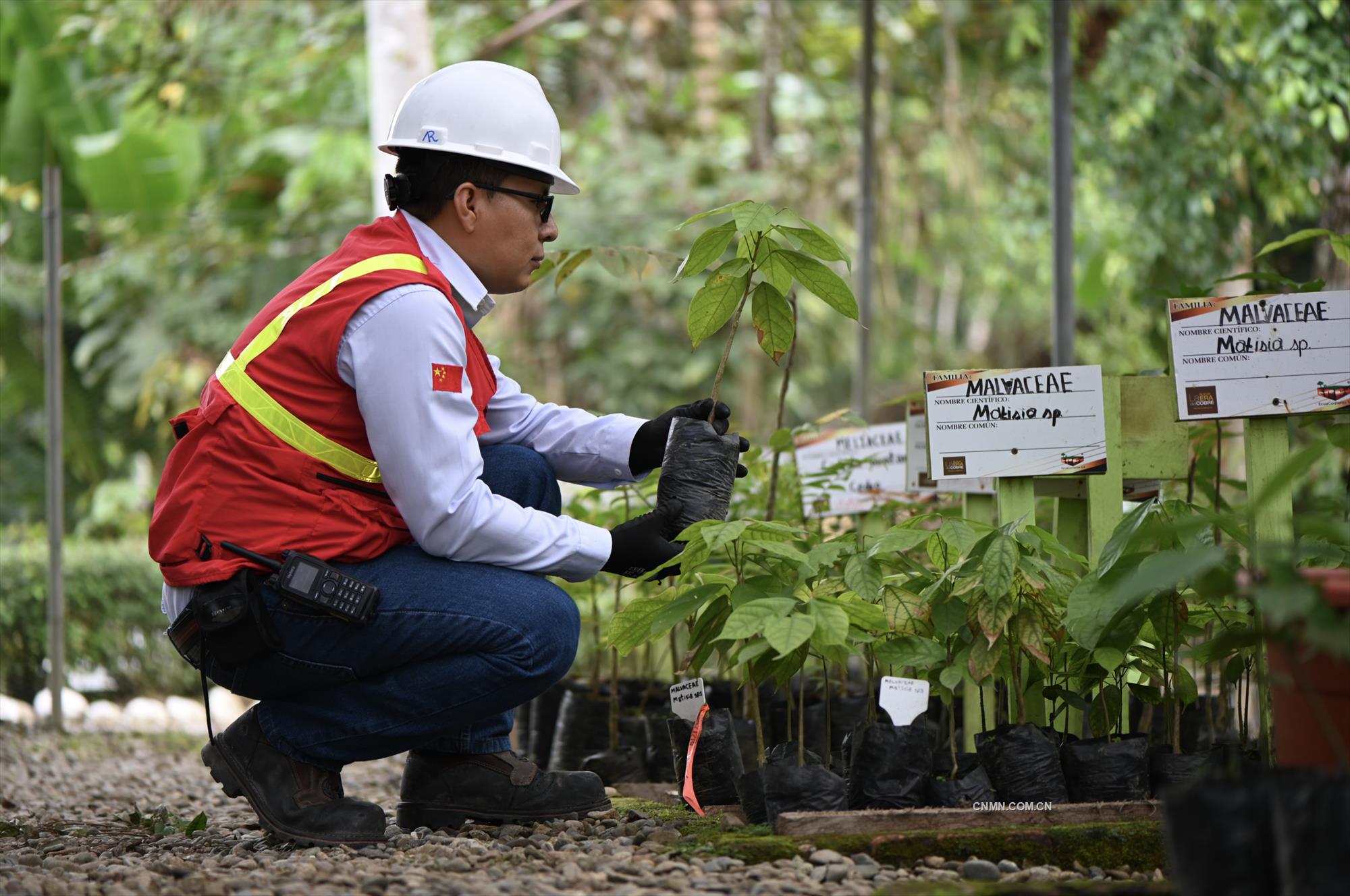 米拉多銅礦員工將稀有的植物移種到植物園。